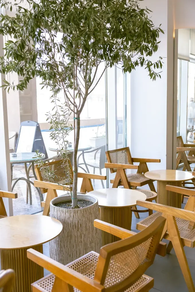 Tall potted tree in a bright cafe with wooden chairs and round white tables by large glass windows to the outside.